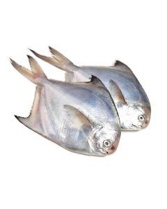 Fresh Golden Pomfret