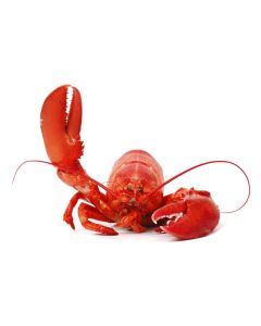 New England Lobster
